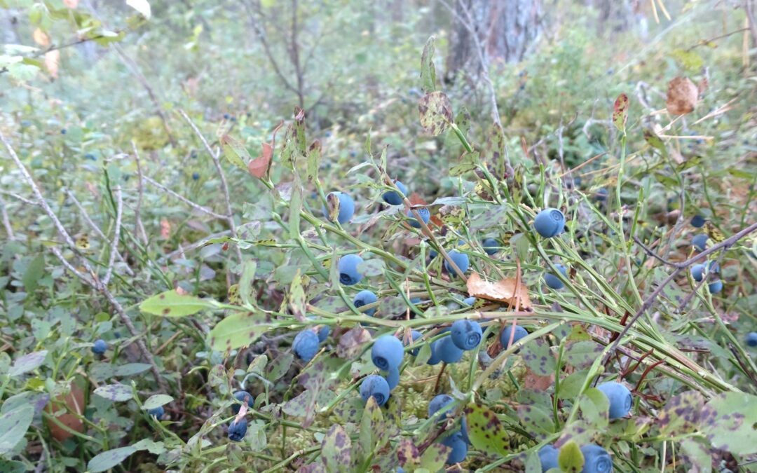 The contribution of bilberries to developing natural blue coloured food dye