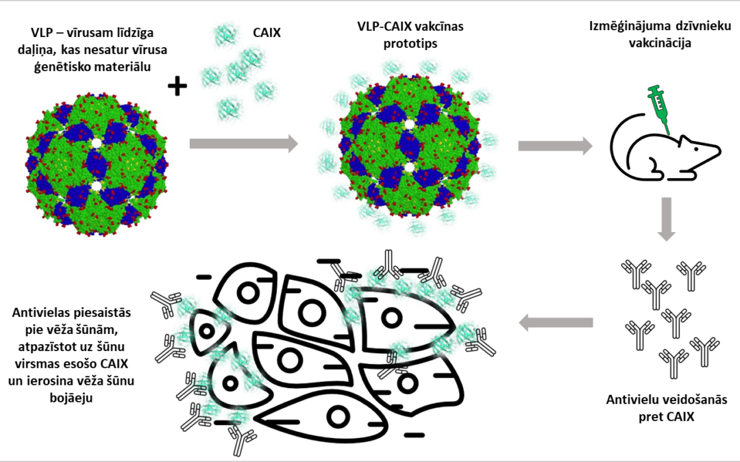 Uz ogļskābes anhidrāzi IX eksponējošām vīrusiem līdzīgajām daļiņām balstītas pretvēža vakcīnas potenciāla izvērtējums