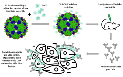 Uz ogļskābes anhidrāzi IX eksponējošām vīrusiem līdzīgajām daļiņām balstītas pretvēža vakcīnas potenciāla izvērtējums